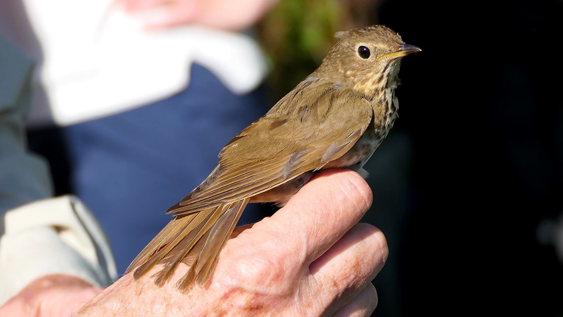 Swainson's Thrush - Daniel Bastaja