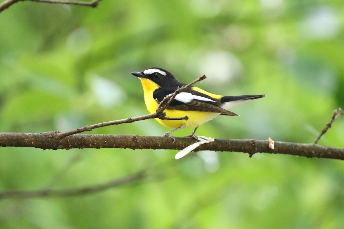 Yellow-rumped Flycatcher - Herman Viviers