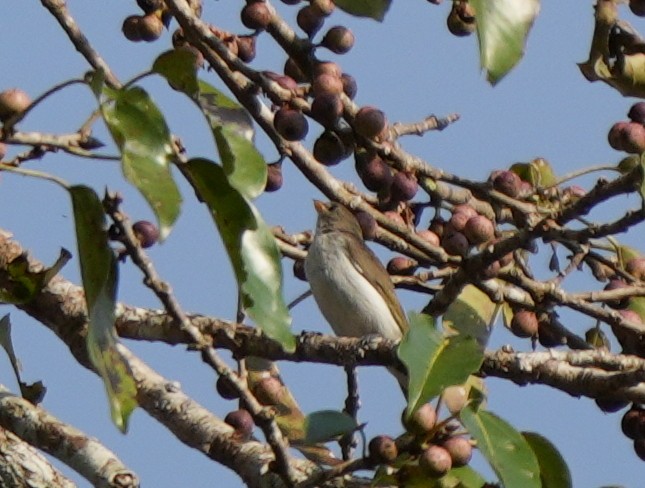 Thick-billed Flowerpecker - ML618870881