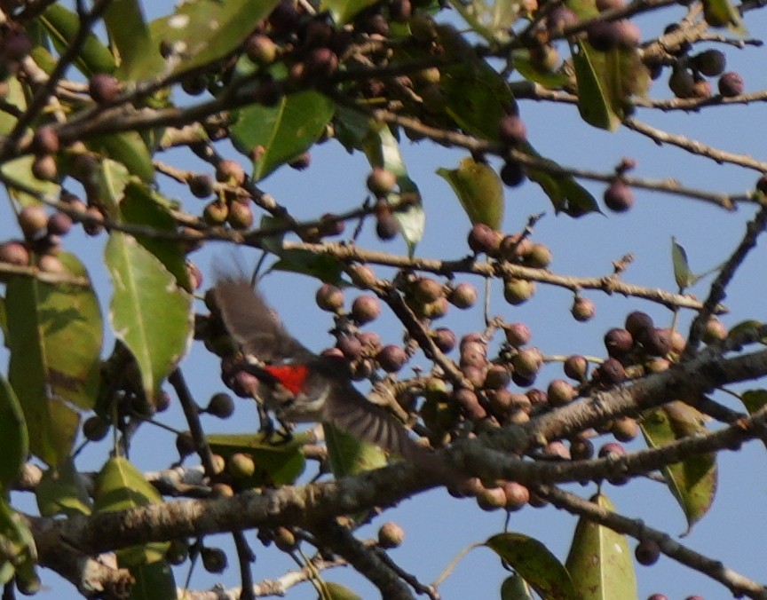 Black-breasted Myzomela - ML618870886