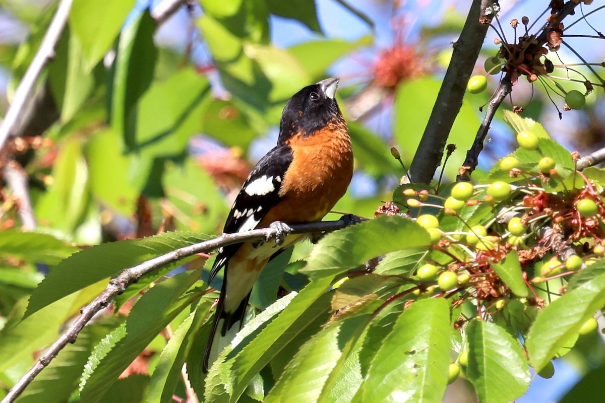 Black-headed Grosbeak - Eric Peterson