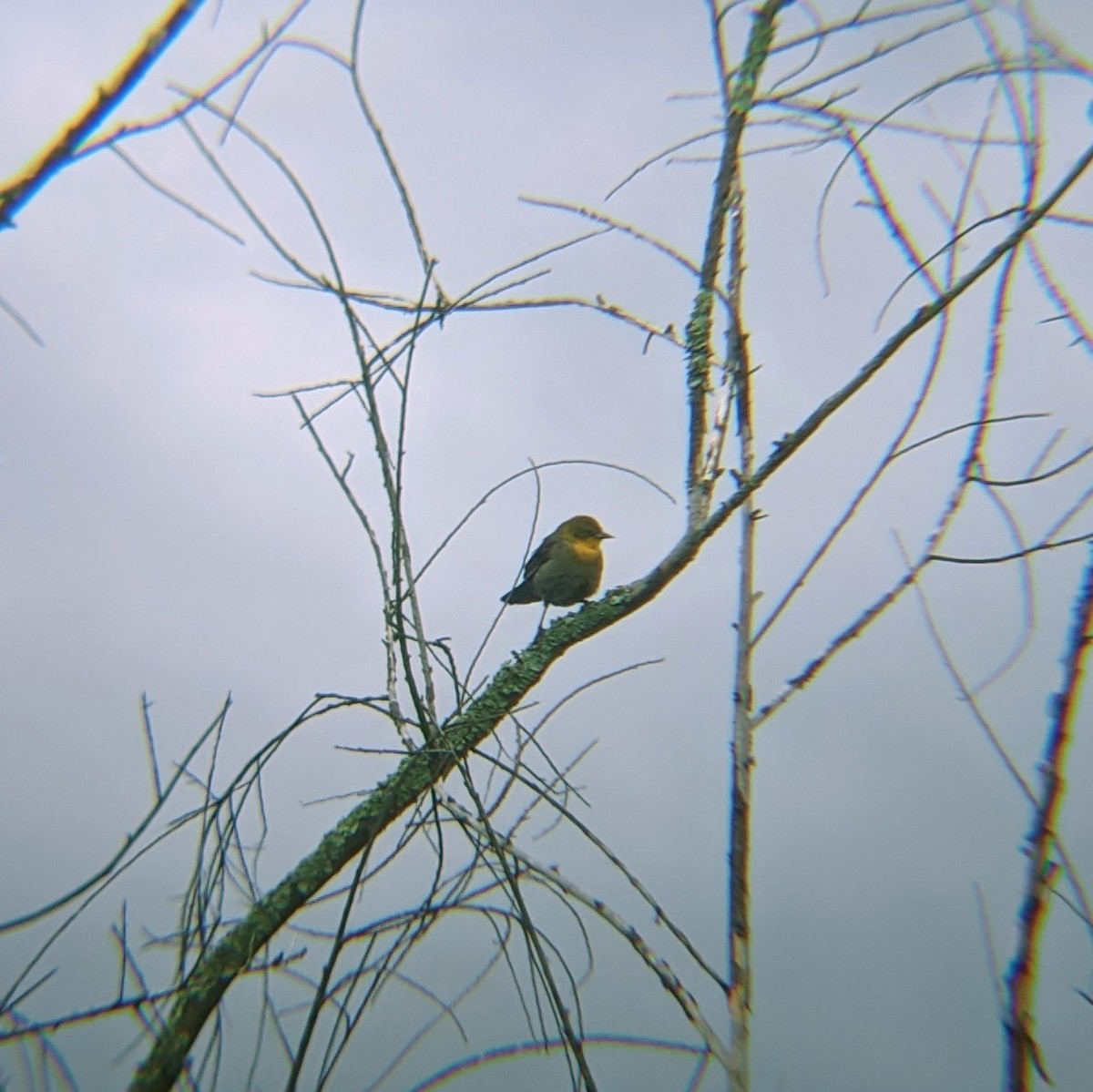 Yellow-hooded Blackbird - James Gonzalez