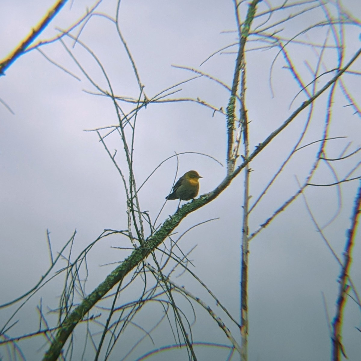 Yellow-hooded Blackbird - ML618870898