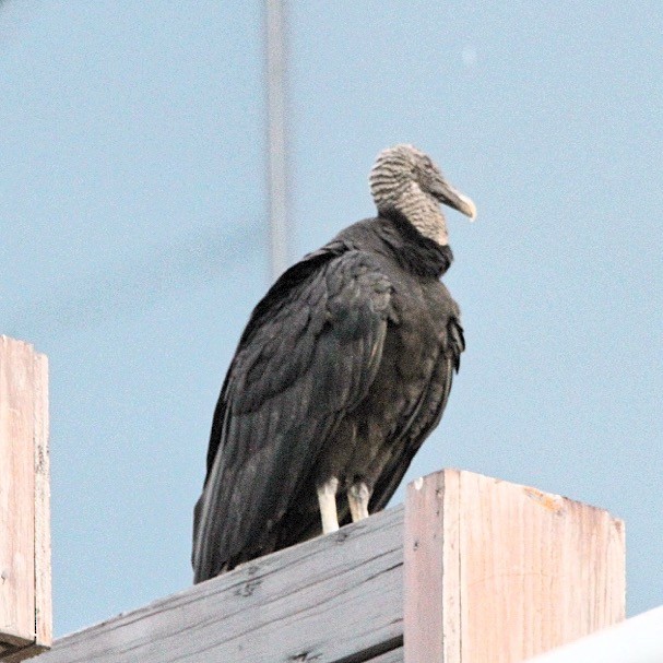 Black Vulture - Oscar  Diaz