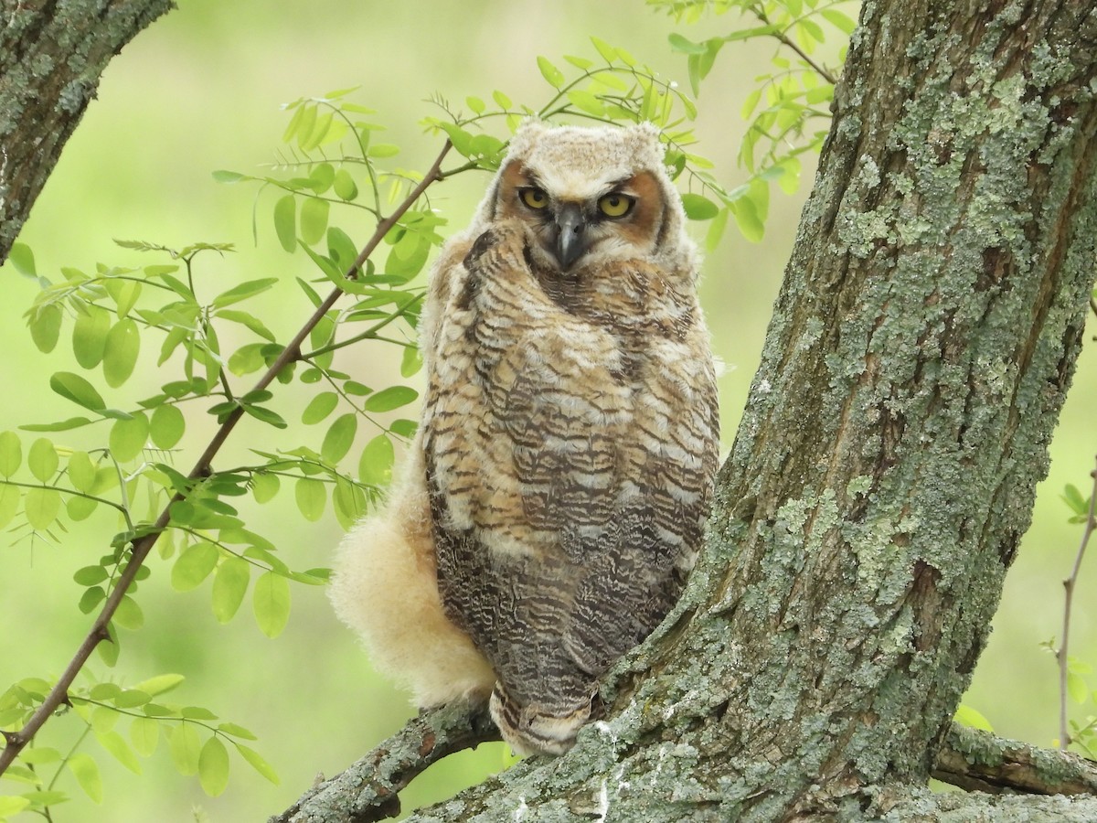 Great Horned Owl - ML618870902