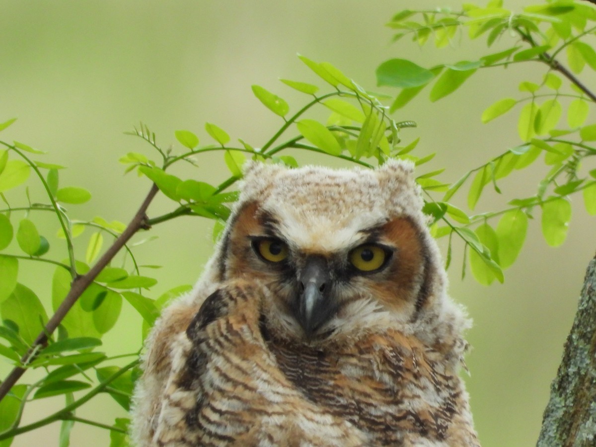 Great Horned Owl - ML618870903