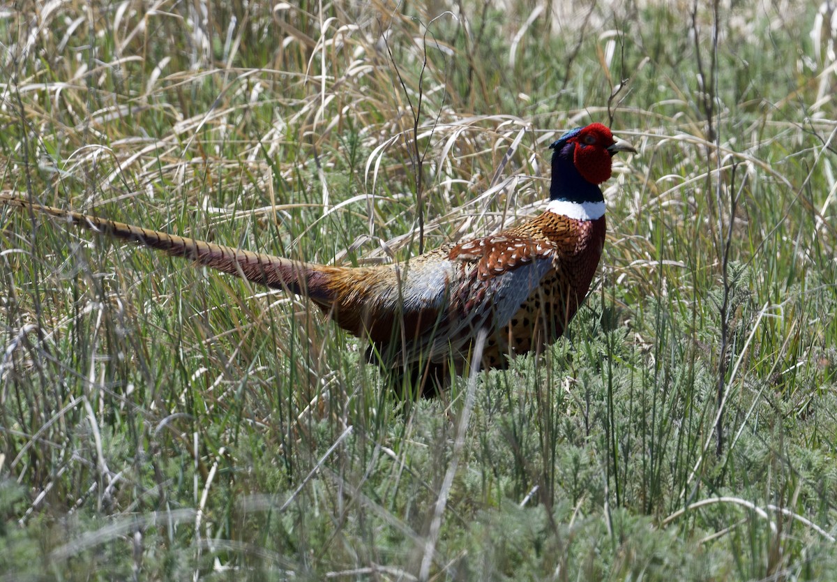 Ring-necked Pheasant - ML618870920