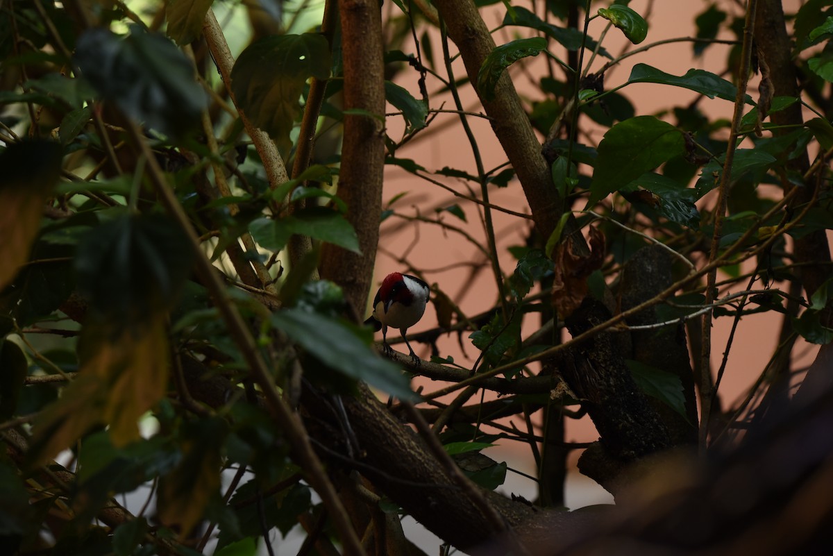 Masked Cardinal - ML618870924