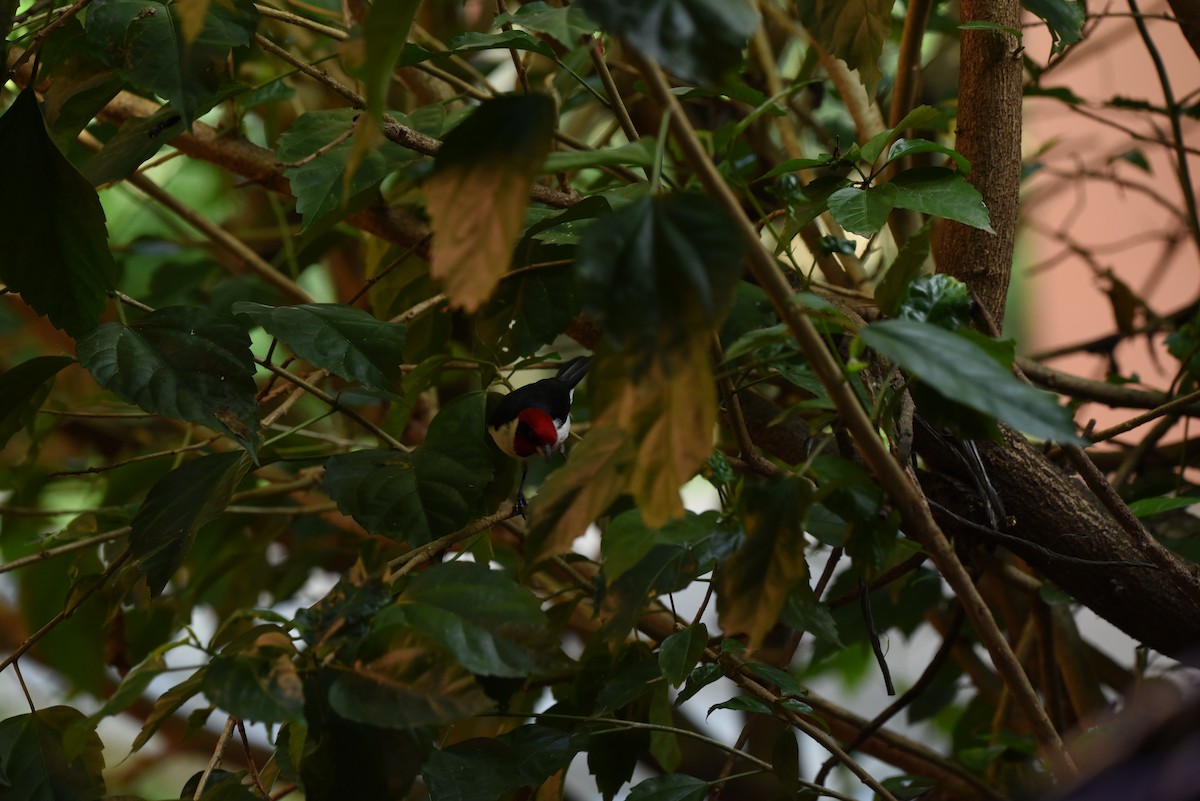 Masked Cardinal - Isabel Puerta Cardona