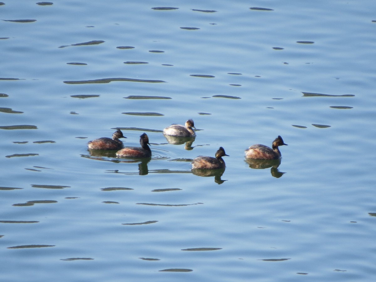 Eared Grebe - GLORIA GWYNNE