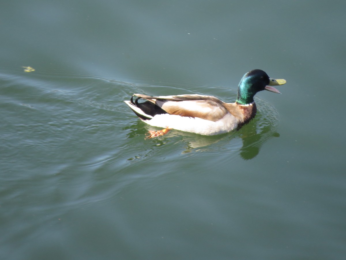 Mallard - ML618870931