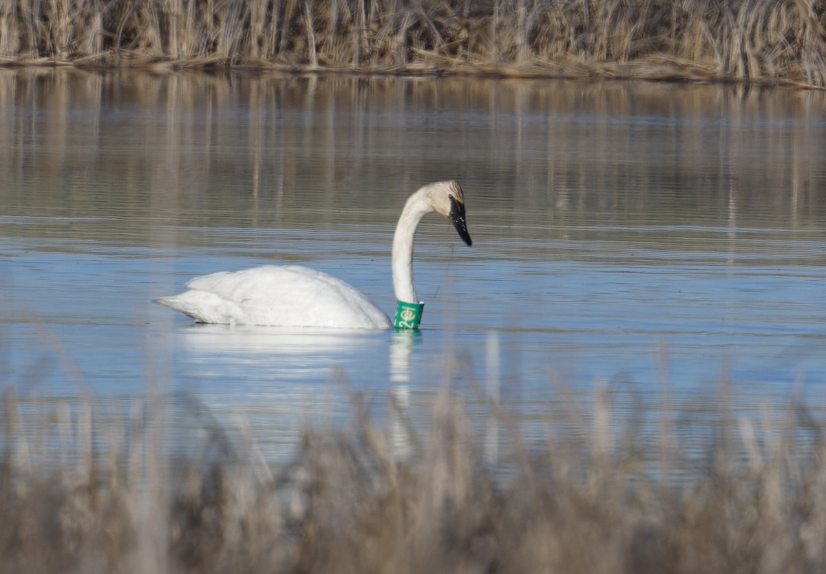 Trumpeter Swan - Tim Johnson