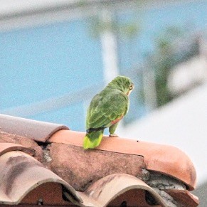 Yellow-crowned Parrot - Oscar  Diaz