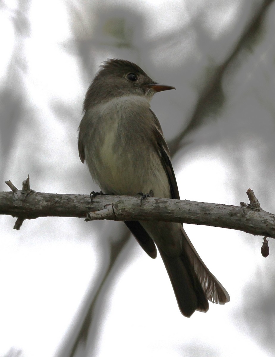 Eastern Wood-Pewee - Oscar  Diaz