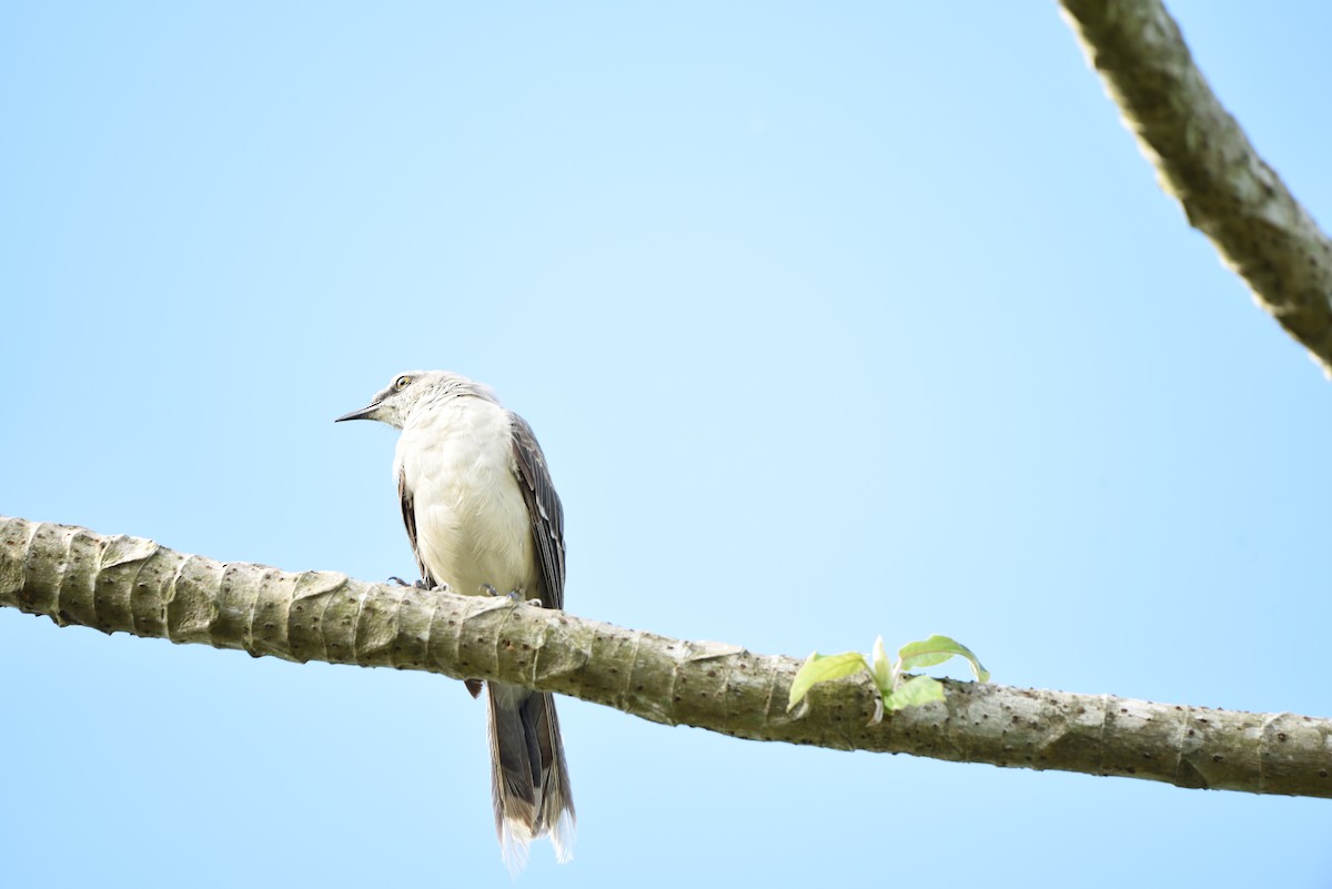 Tropical Mockingbird - ML618870969