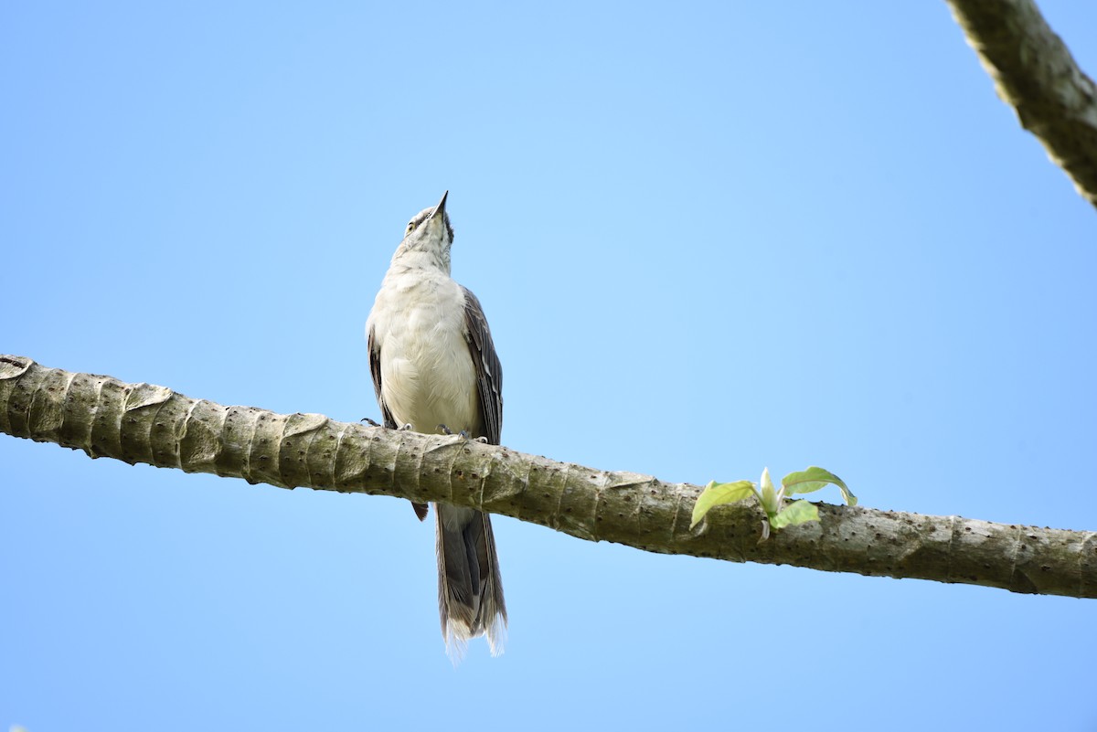 Tropical Mockingbird - ML618870973