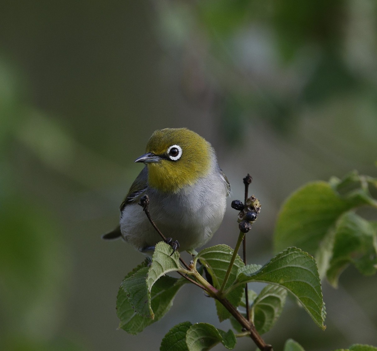 Silvereye - ML618870979