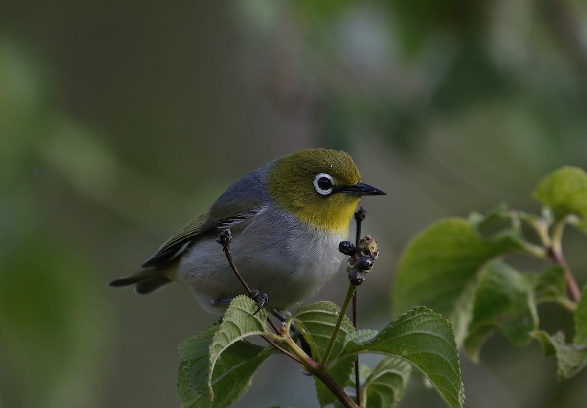 Silvereye - Cathy Pert