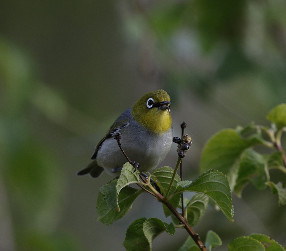 Silvereye - Cathy Pert