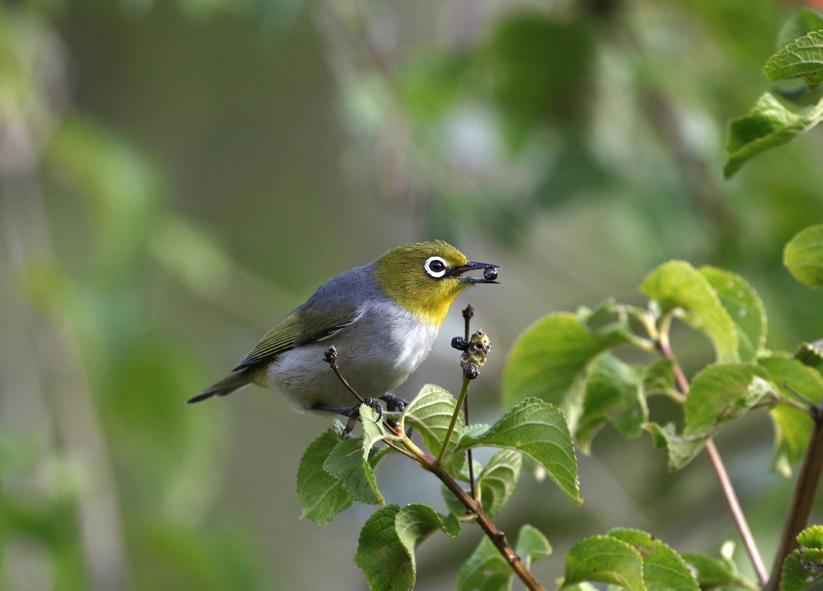 Silvereye - Cathy Pert