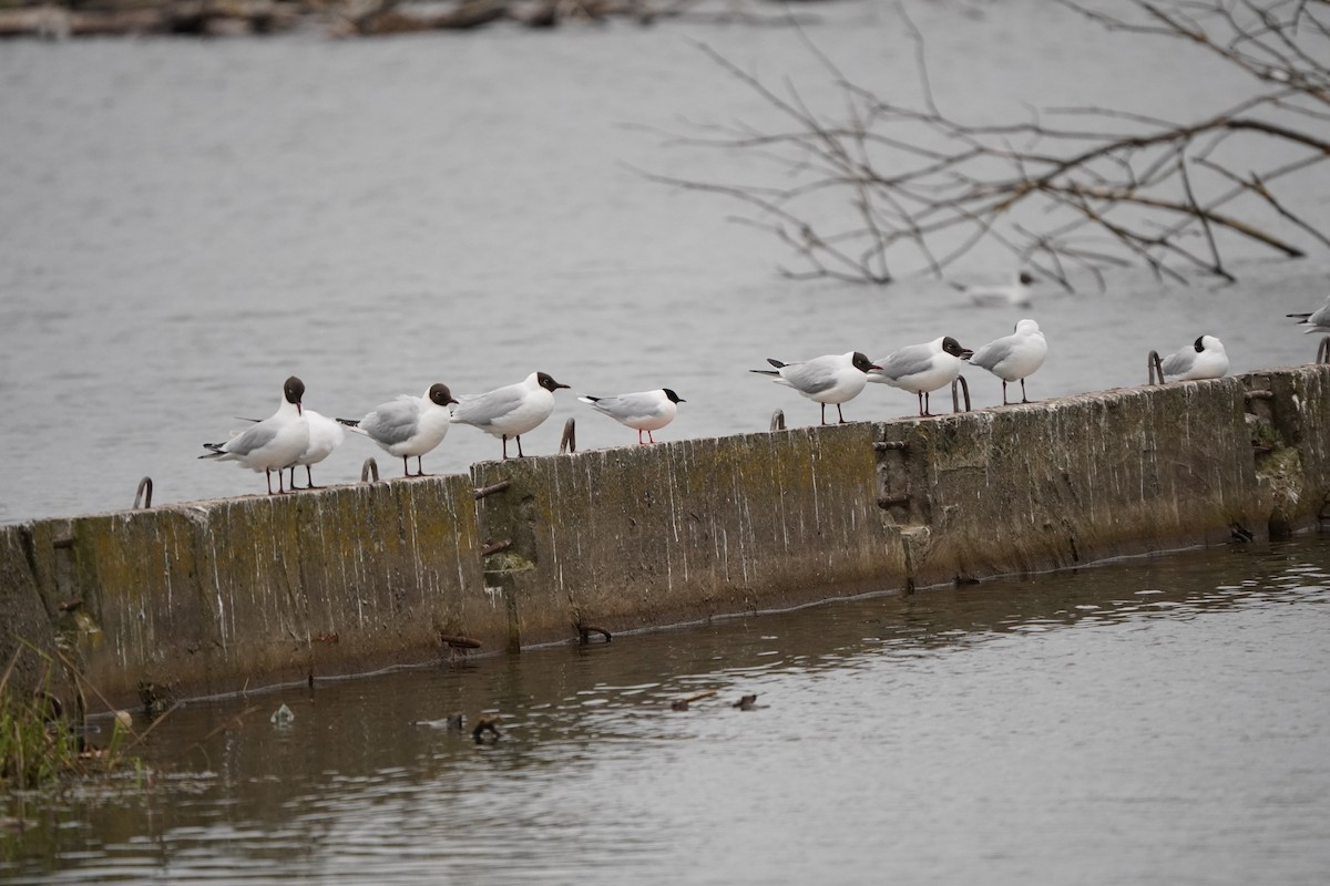 Little Gull - Anna Guliaeva