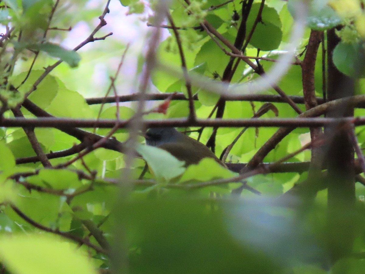 Mourning Warbler - Joseph Pumford