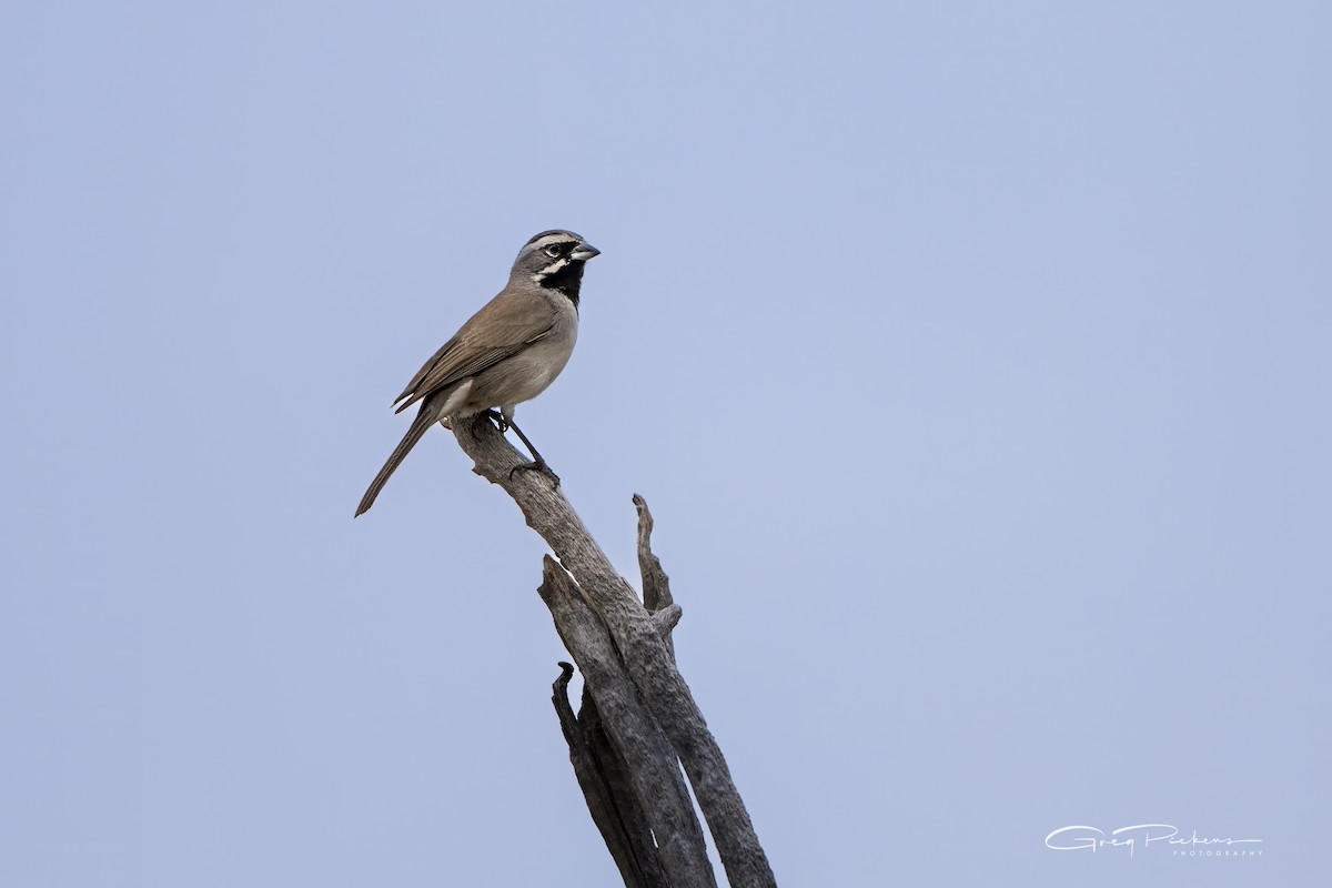 Black-throated Sparrow - Greg Pickens