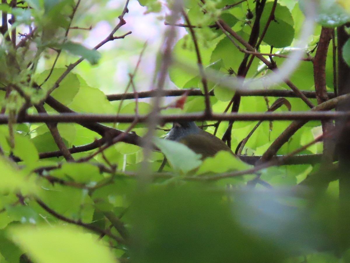 Mourning Warbler - Joseph Pumford