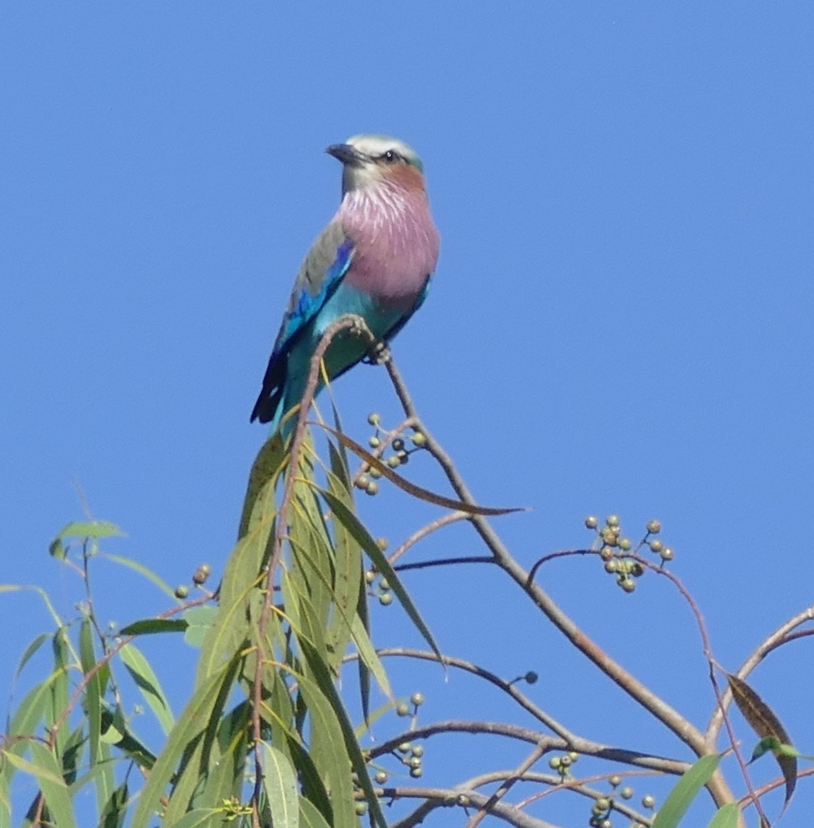 Lilac-breasted Roller - Jane Williamson