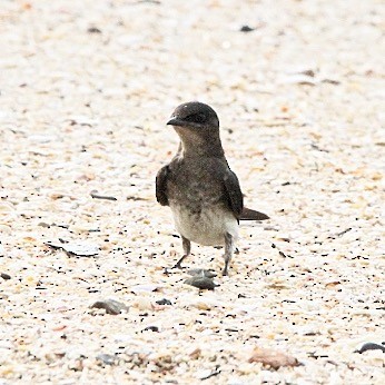 Gray-breasted Martin - Oscar  Diaz