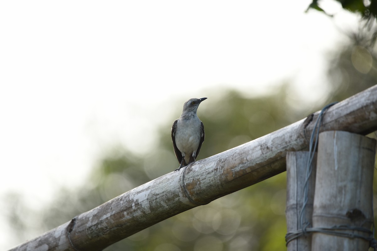 Tropical Mockingbird - ML618871021