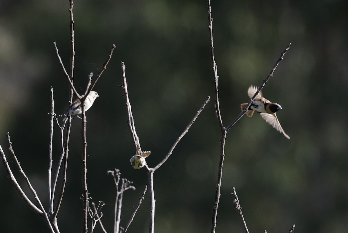 Chestnut-breasted Munia - ML618871033