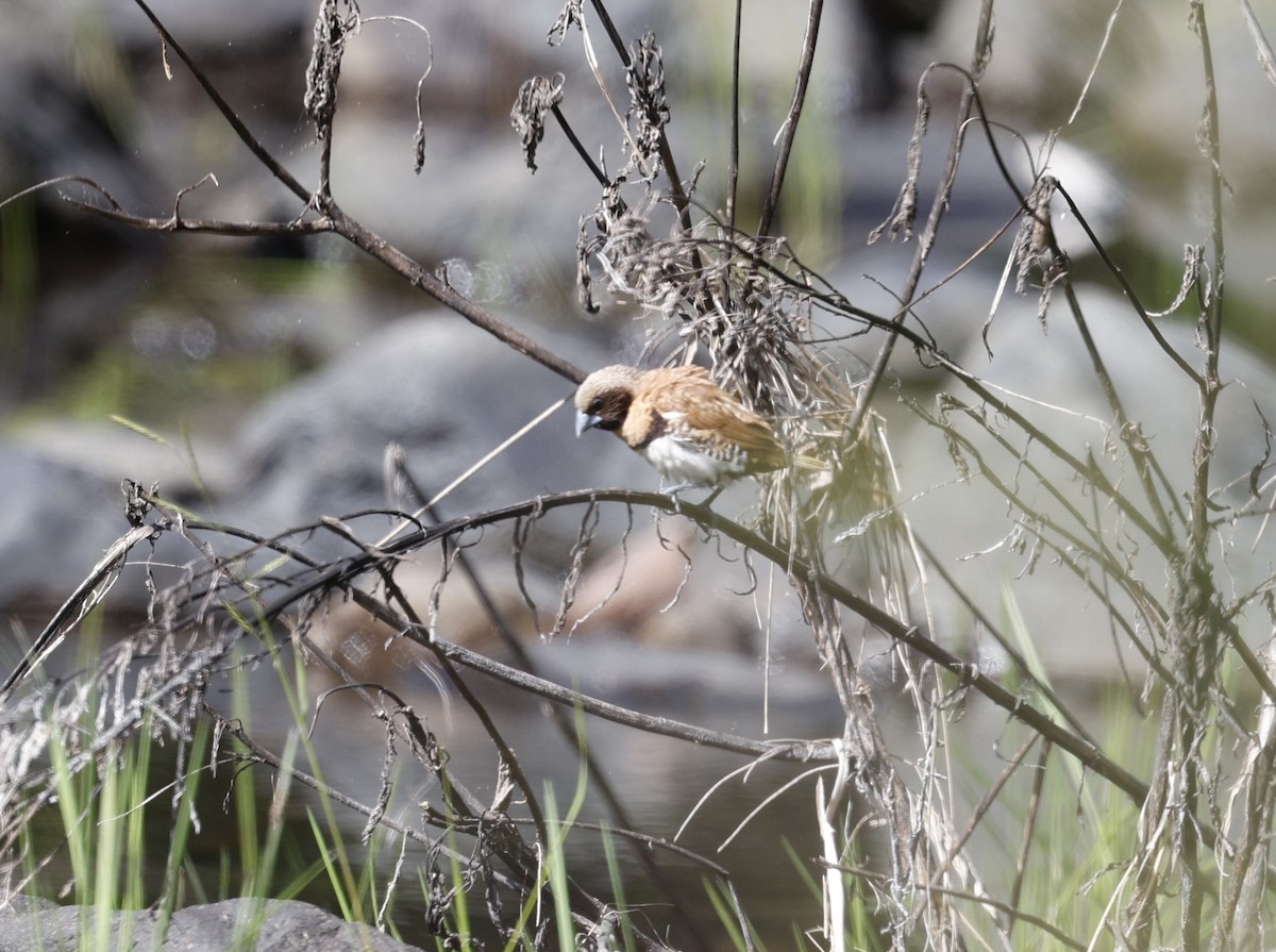 Chestnut-breasted Munia - Cathy Pert