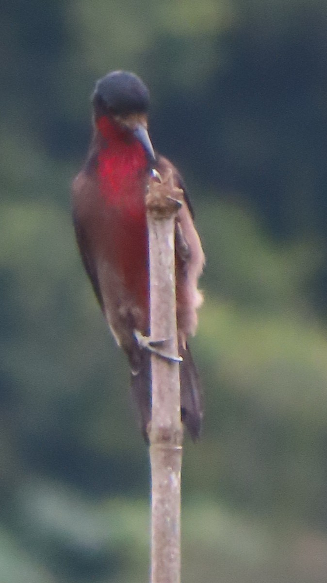 Puerto Rican Woodpecker - Gregory Allen