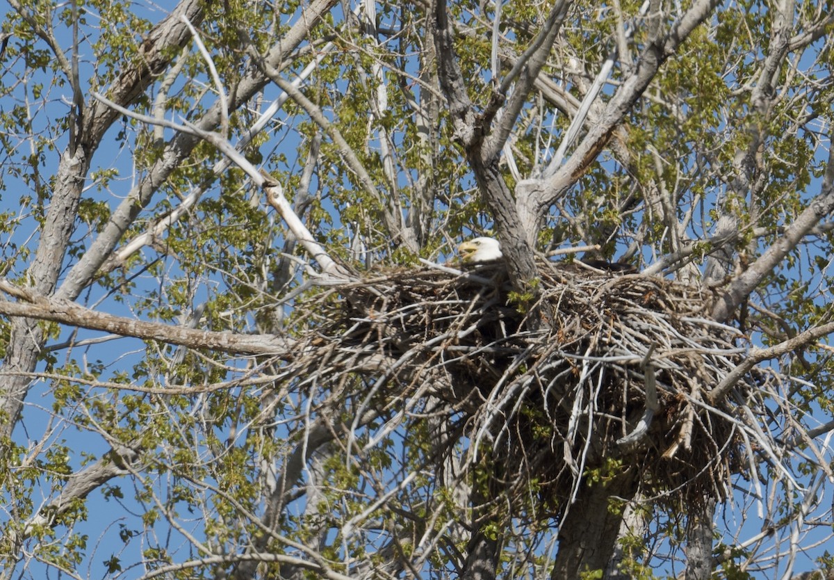 Bald Eagle - Tim Johnson