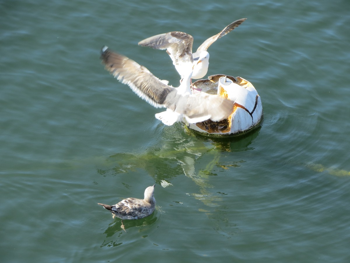 Western Gull - ML618871043