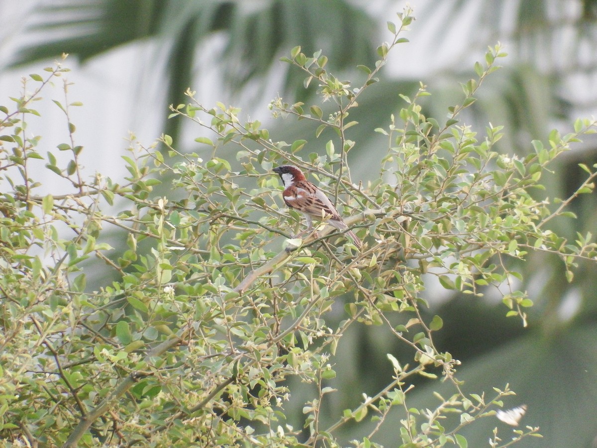 House Sparrow - ML618871066