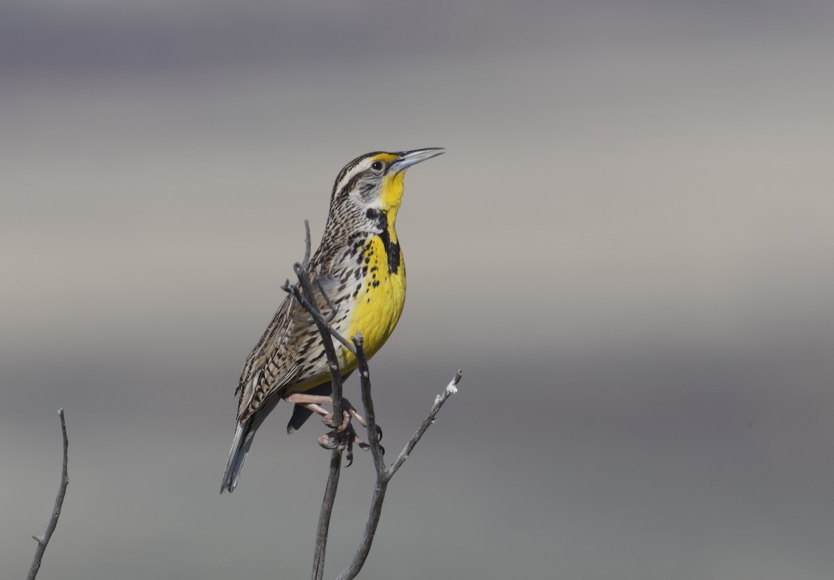 Western Meadowlark - Tim Johnson