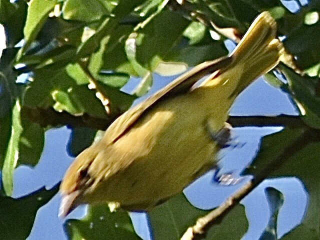 Summer Tanager - Darrell Huneycutt