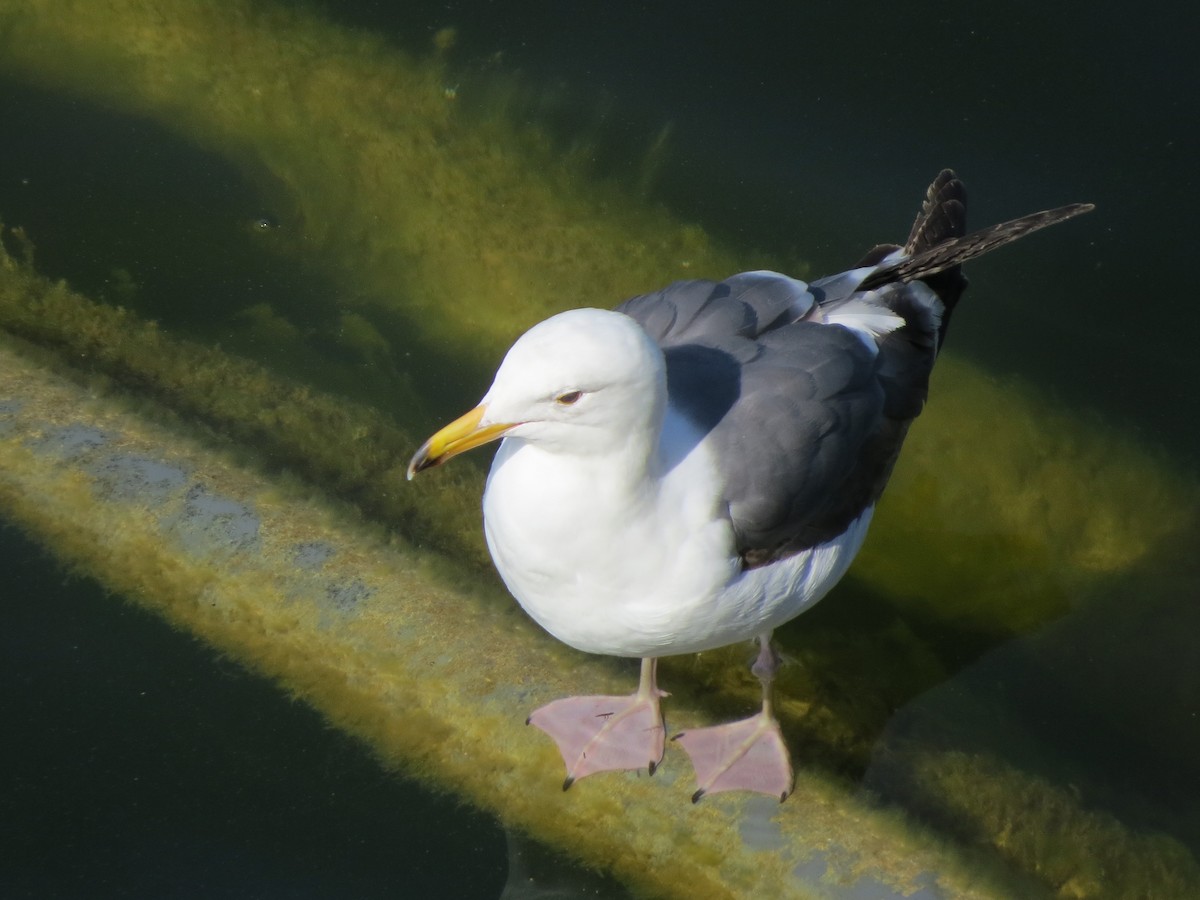 Ring-billed Gull - ML618871073