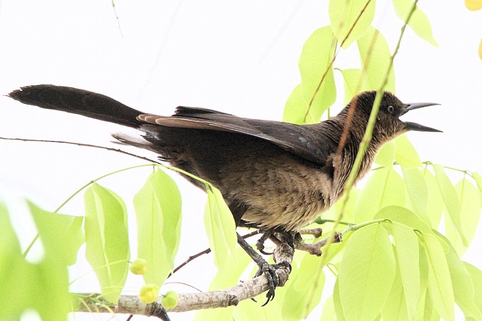 Great-tailed Grackle - Oscar  Diaz