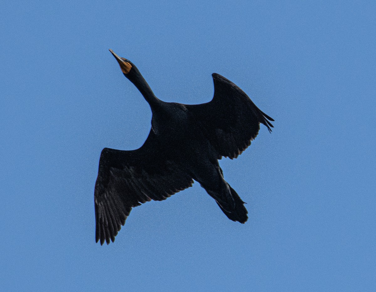 Double-crested Cormorant - Pat Tomsho