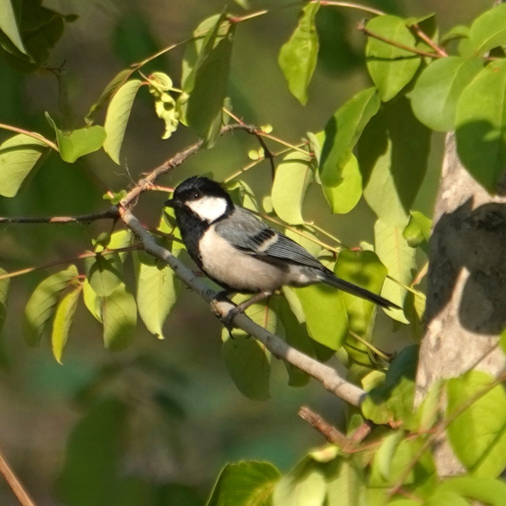 Cinereous Tit - ML618871084