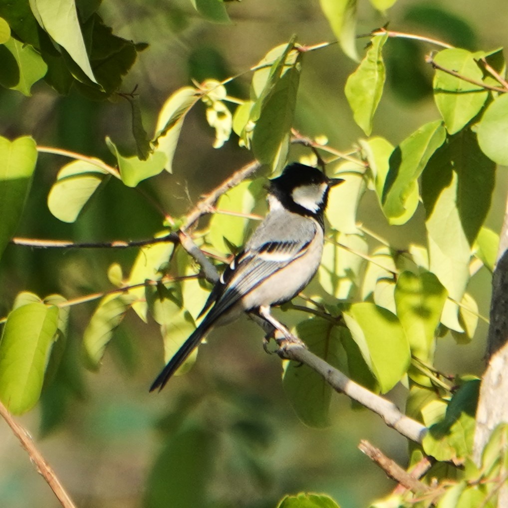 Cinereous Tit - ML618871085