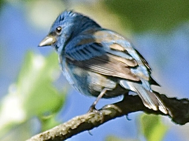 Indigo Bunting - Darrell Huneycutt