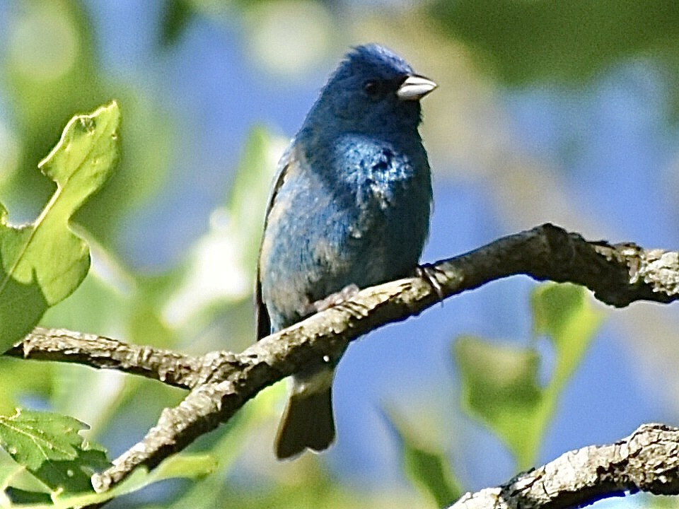 Indigo Bunting - Darrell Huneycutt