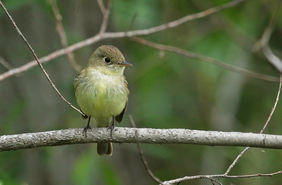 Western Flycatcher - Christopher Adler