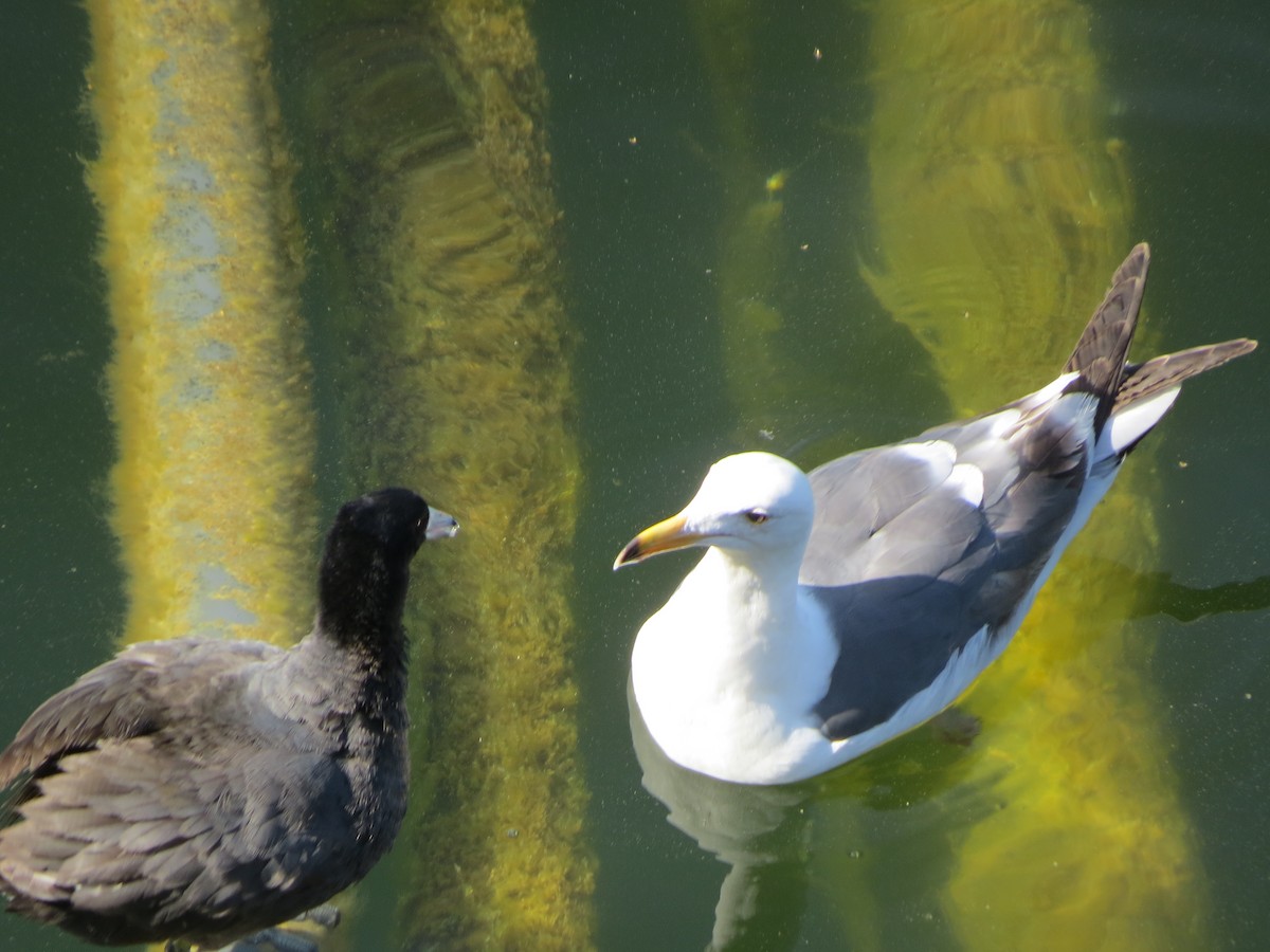 American Coot - ML618871093