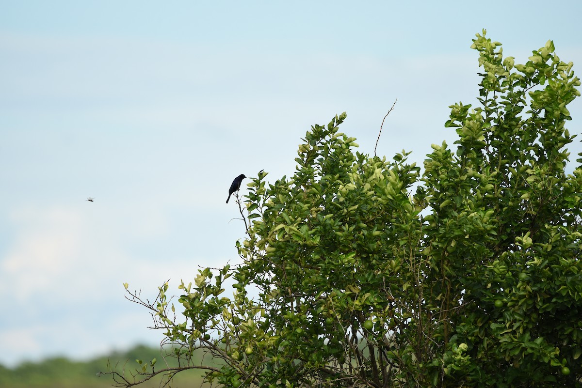 Jacarini noir - ML618871120