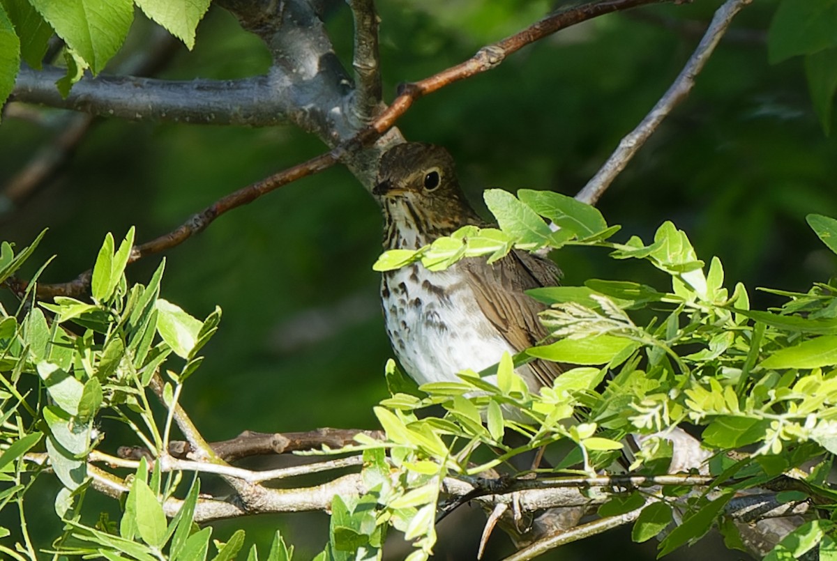 Swainson's Thrush - Garold Sneegas